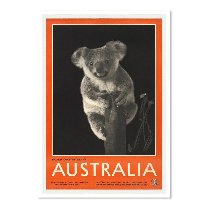 Australia - Koala Native Bear