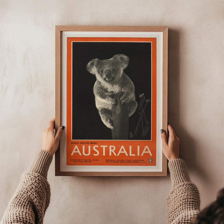 Australia - Koala Native Bear